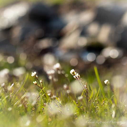 Awakenings - Digital