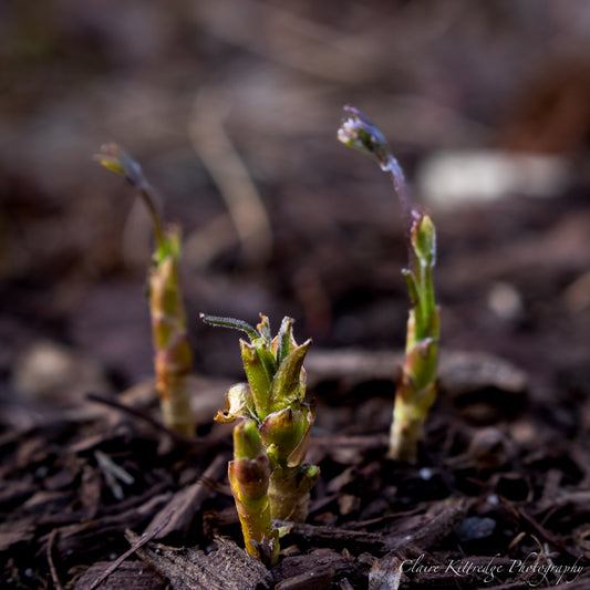 Spring is Here - Digital