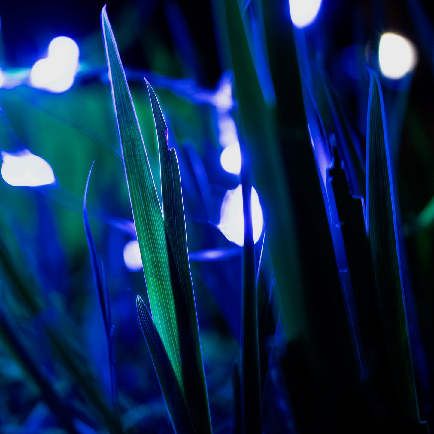 Lightshow Untitled I - Digital