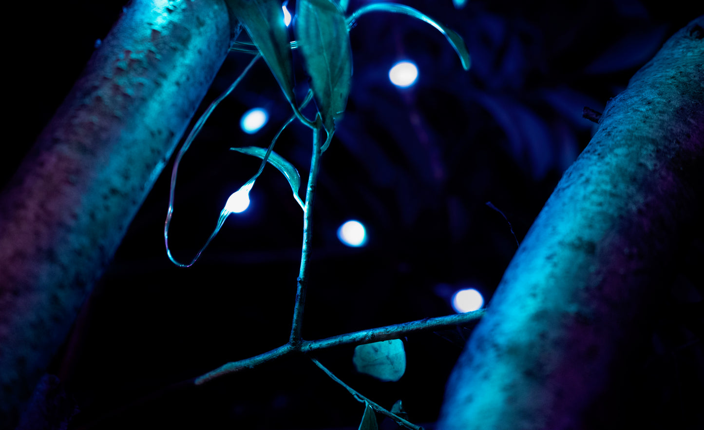 Lightshow Untitled II - Digital