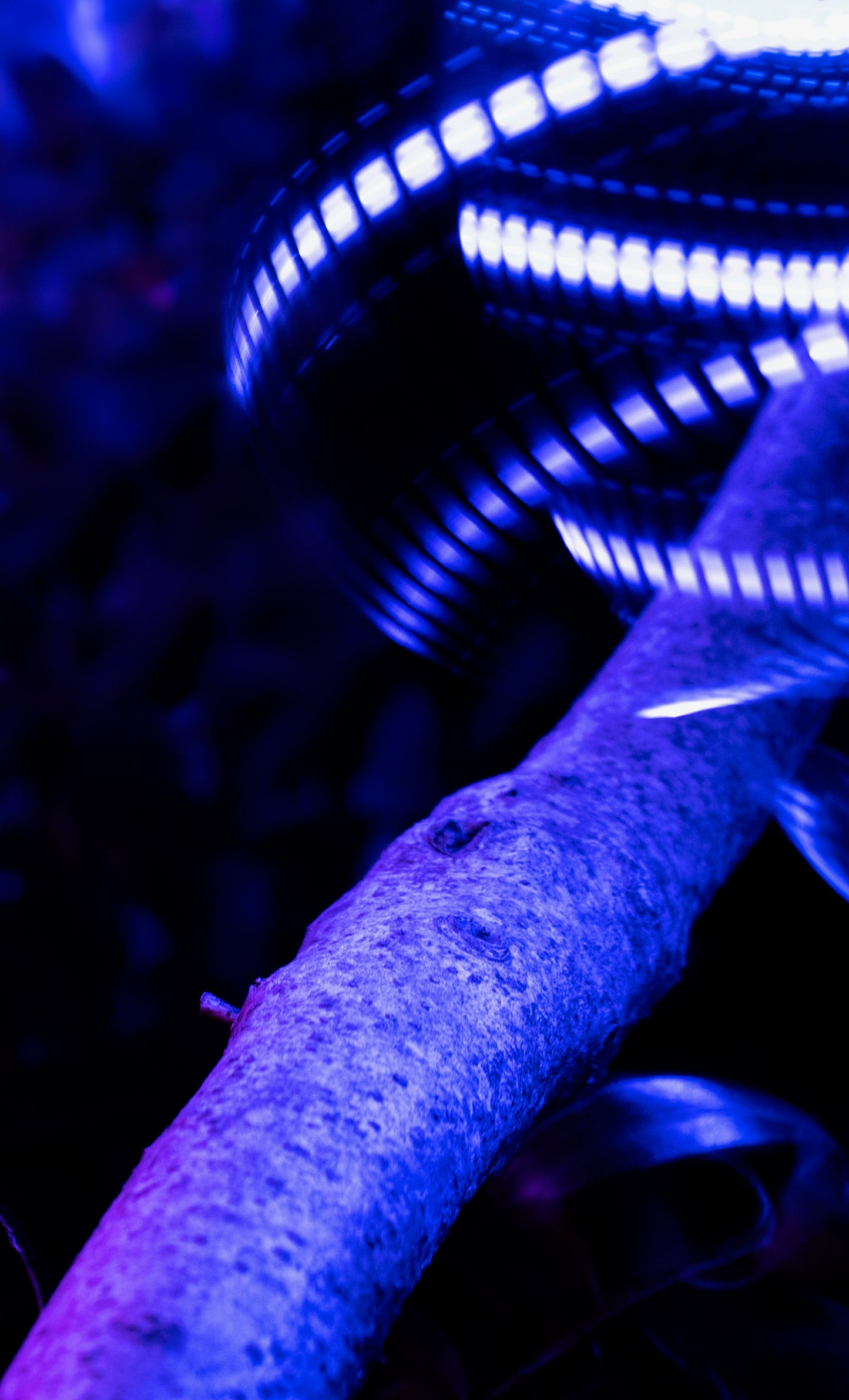 Lightshow Untitled VI - Digital